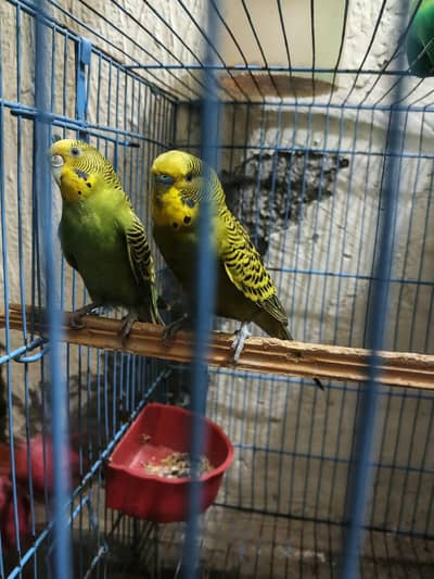 breeder astrullain parrot