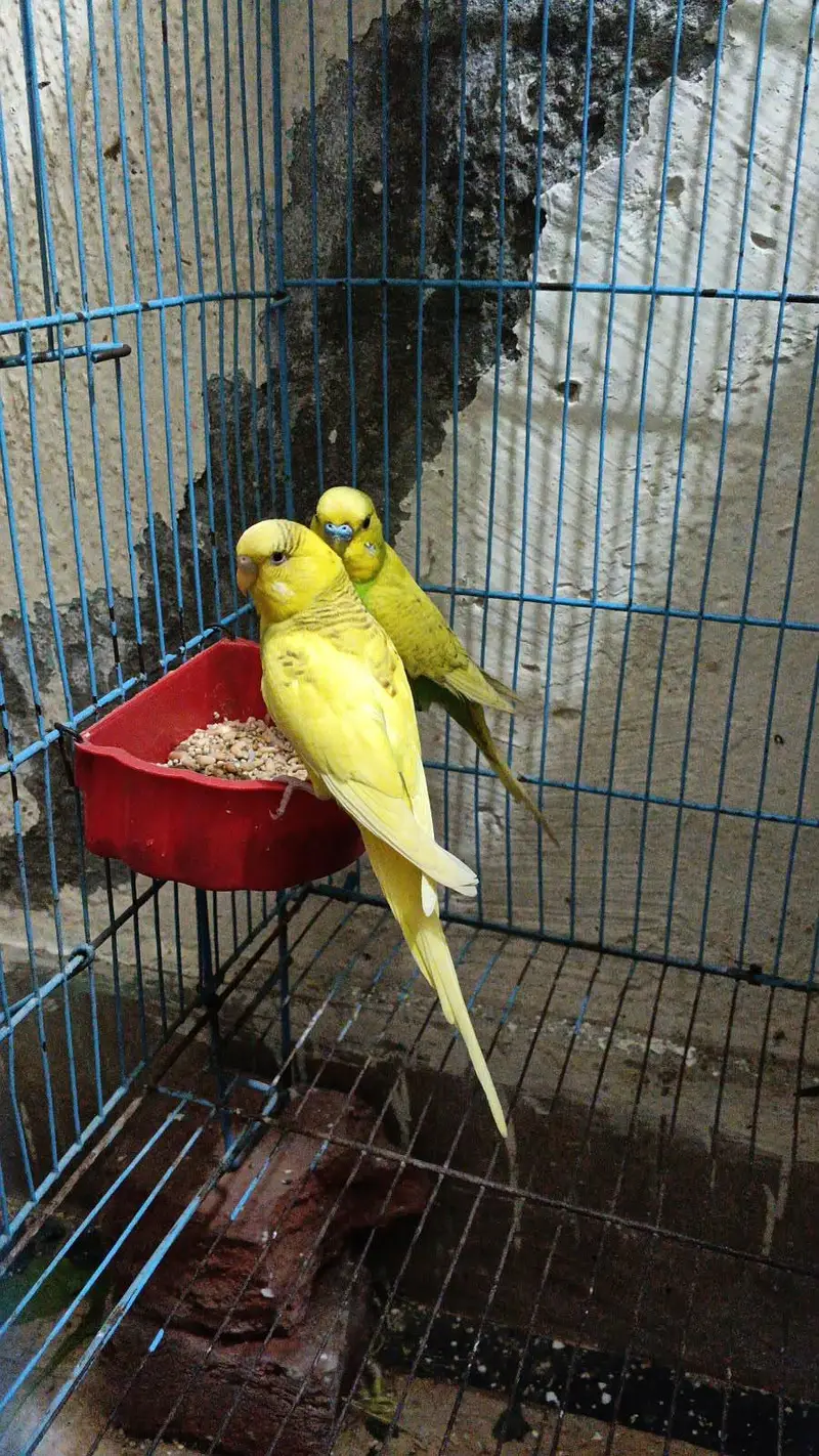 breeder astrullain parrot — photo 2