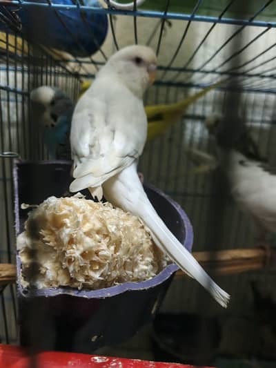 breeder astrullain parrot