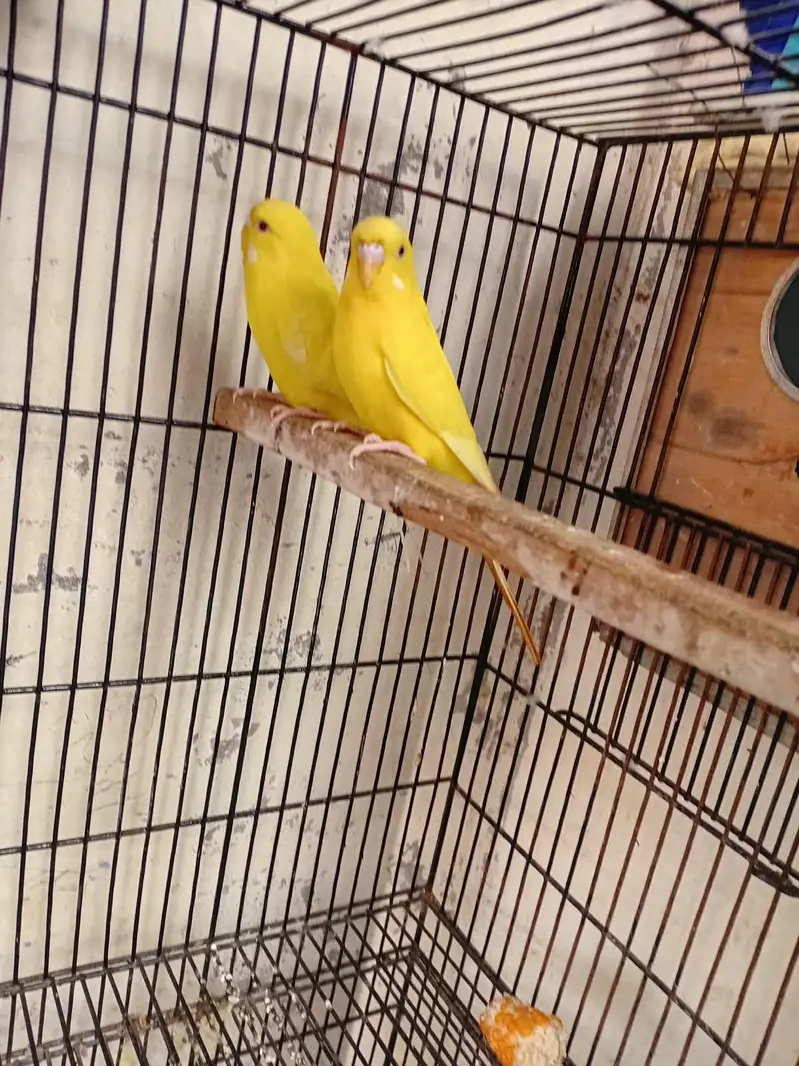 breeder astrullain parrot — photo 4