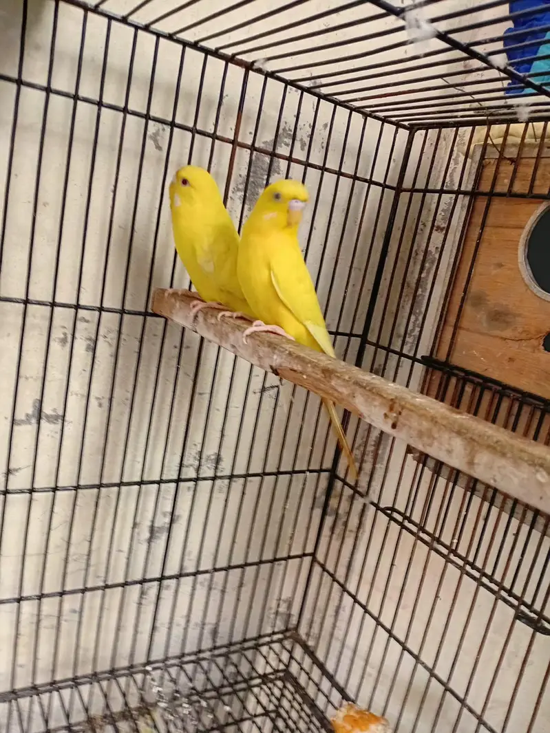 breeder astrullain parrot — photo 5