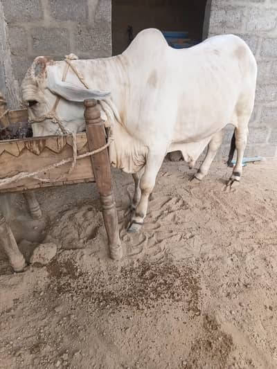 cow for sale qurbani 2027