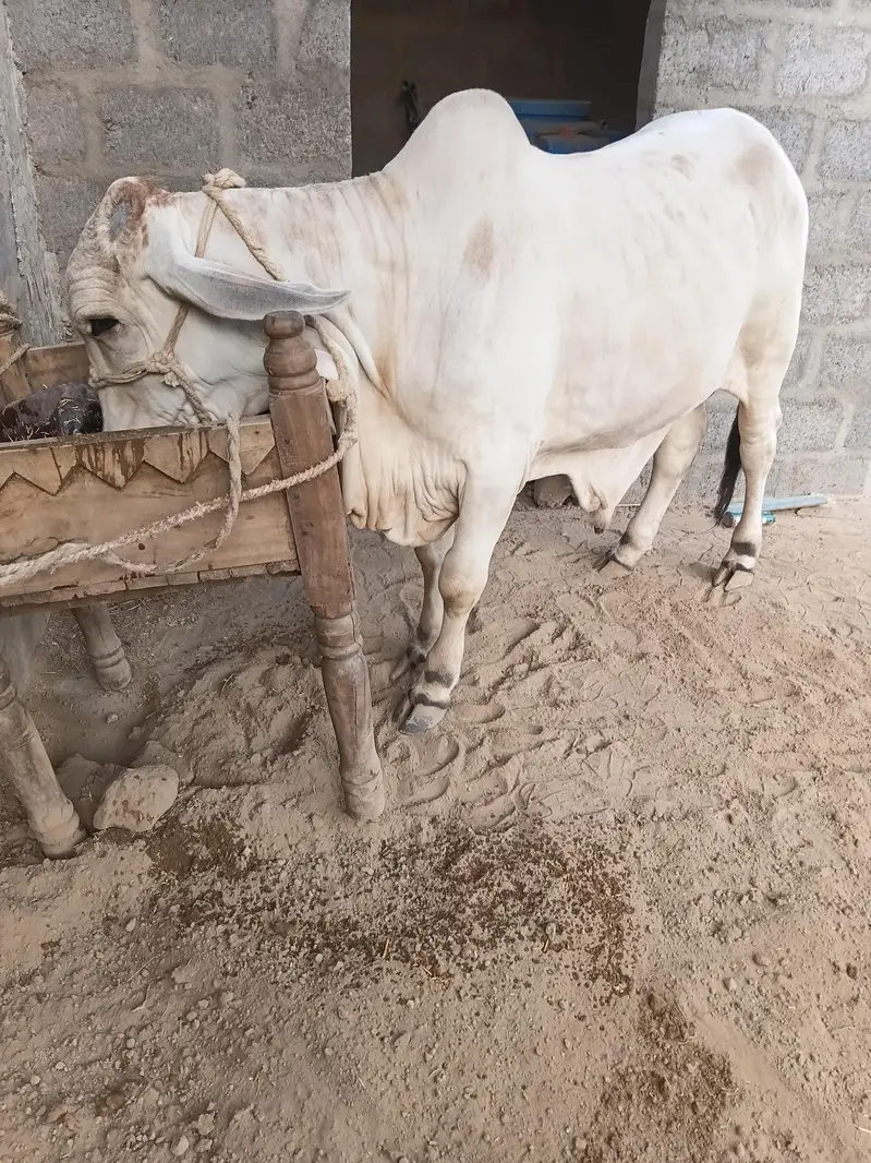 cow for sale qurbani 2027