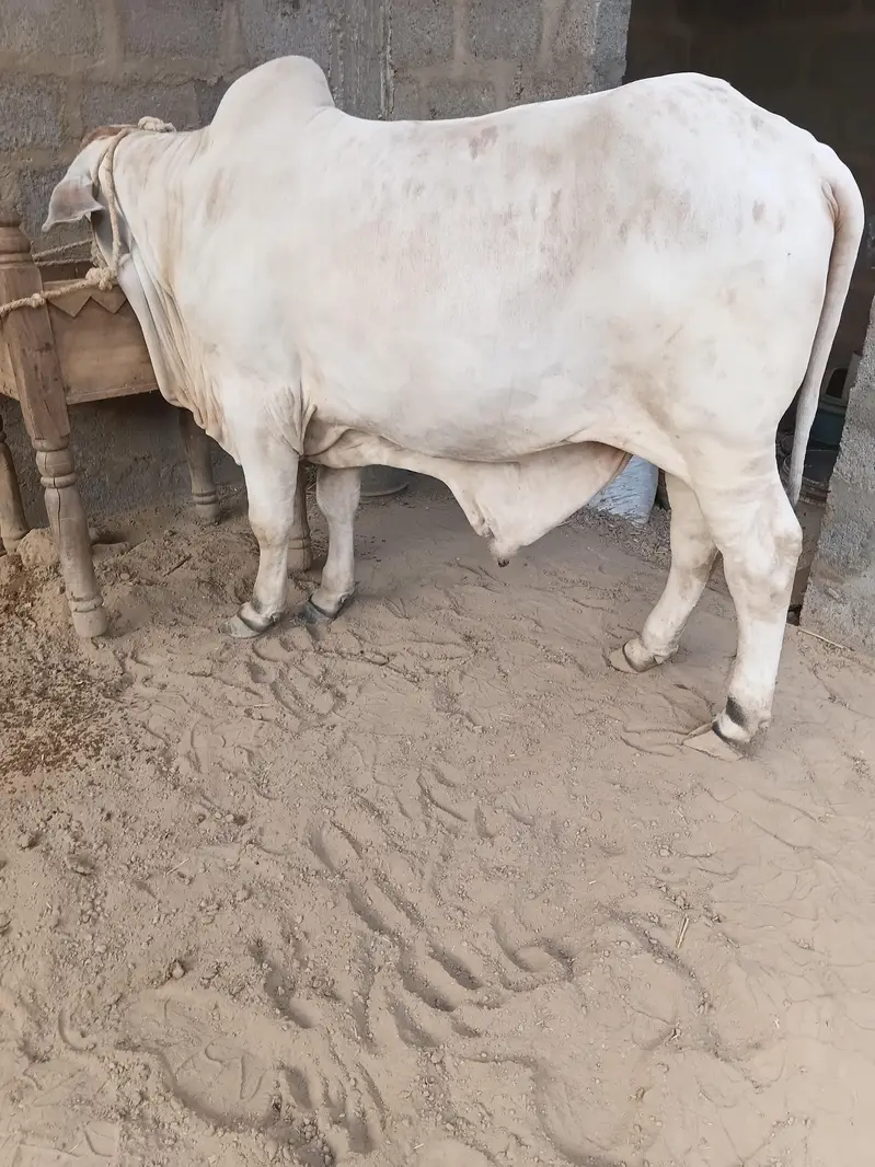 cow for sale qurbani 2027 — photo 2