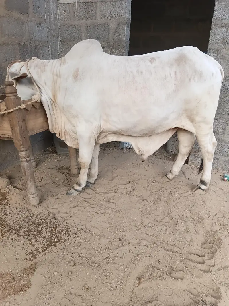 cow for sale qurbani 2027 — photo 3