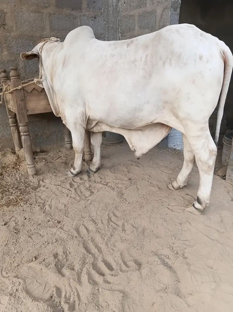 cow for sale qurbani 2027 — photo 4