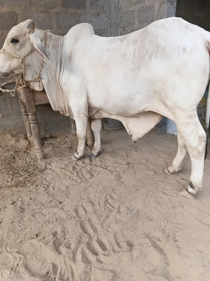 cow for sale qurbani 2027 — photo 5