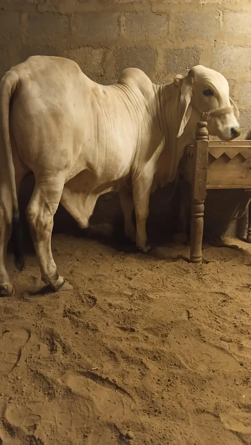 cow for sale qurbani 2027 — photo 6