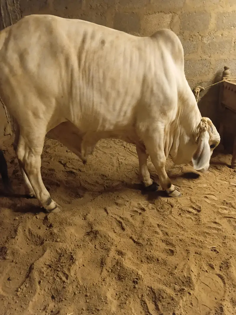 cow for sale qurbani 2027 — photo 7