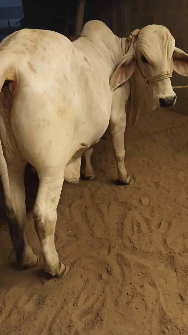 cow for sale qurbani 2027 — photo 8