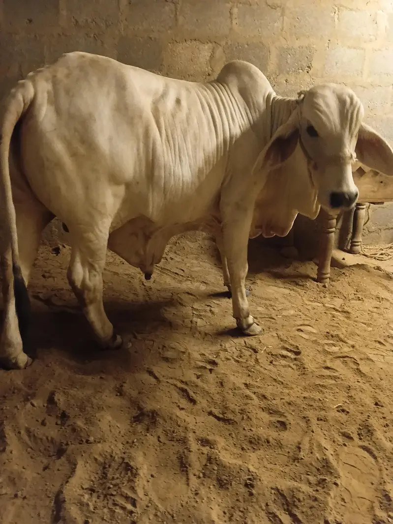 cow for sale qurbani 2027 — photo 9