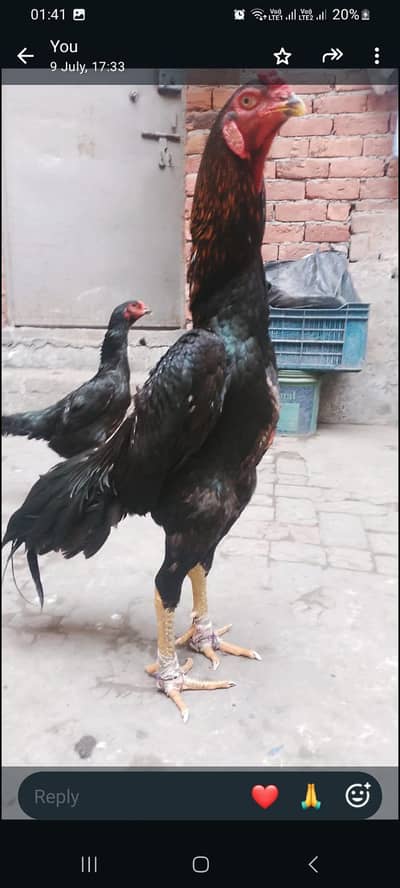 Black Shamoo 3 Chicks available one week old