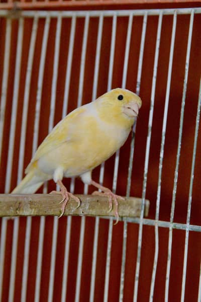 2 male 3 female for sale