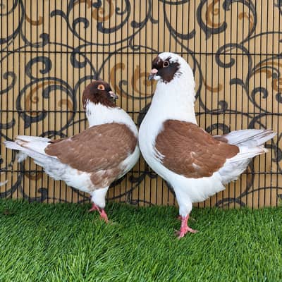 Ghazi Modena Breeder Pair | Pigeon | High Quality | Kabootar For sale