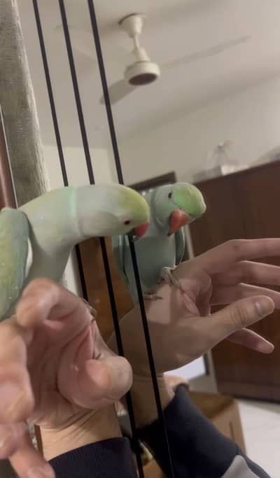 Yellow ringneck And Blue ringneck