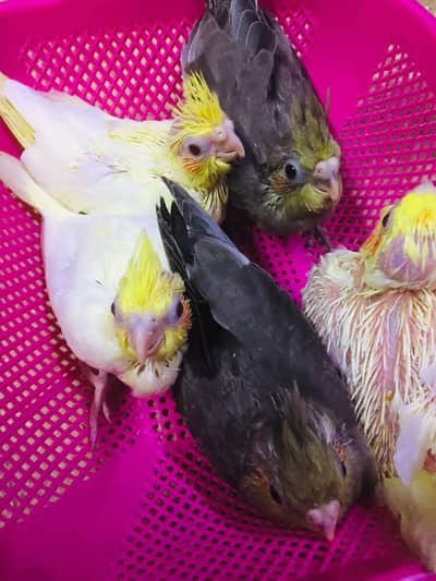 cocktail chicks