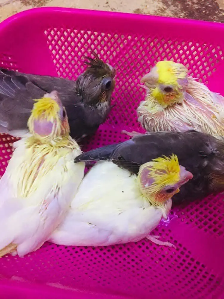 cocktail chicks — photo 2