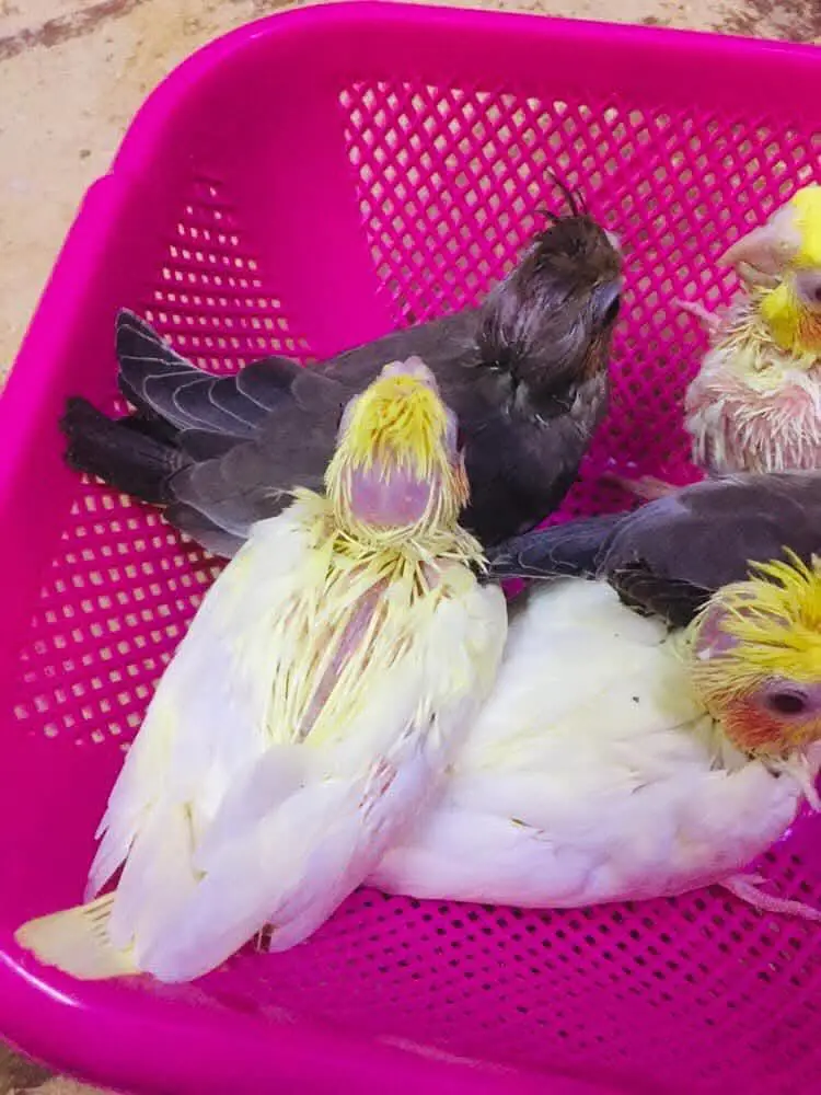 cocktail chicks — photo 3
