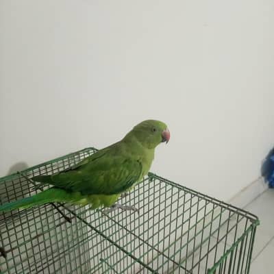 Green ringneck female