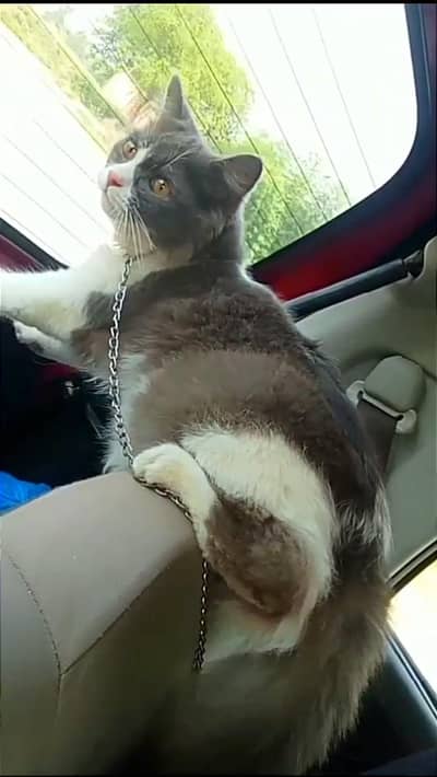 Male cat for sale