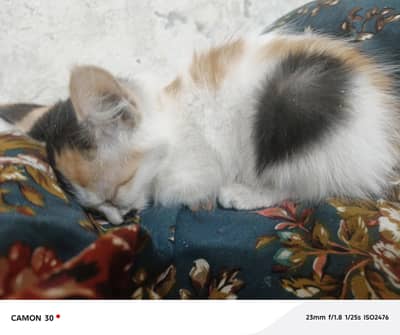 Cat for Adoption