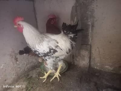2 Murgha Roosters