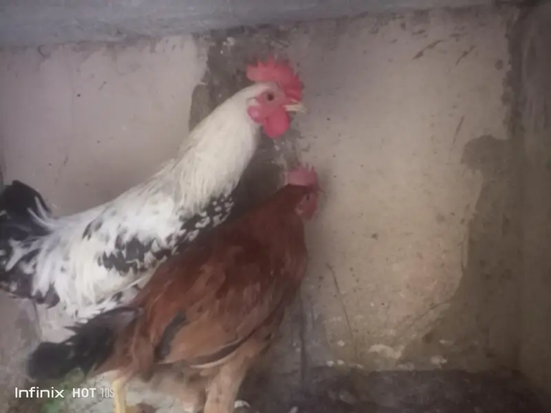 2 Murgha Roosters — photo 2