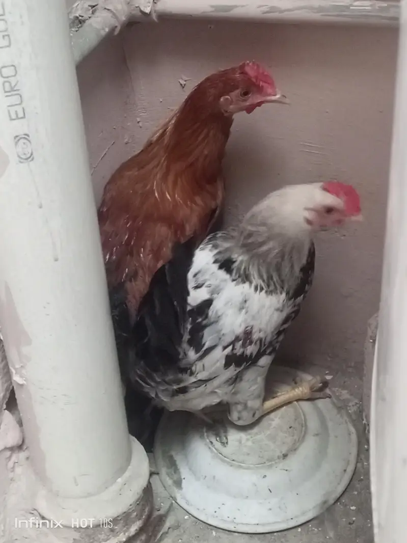2 Murgha Roosters — photo 3