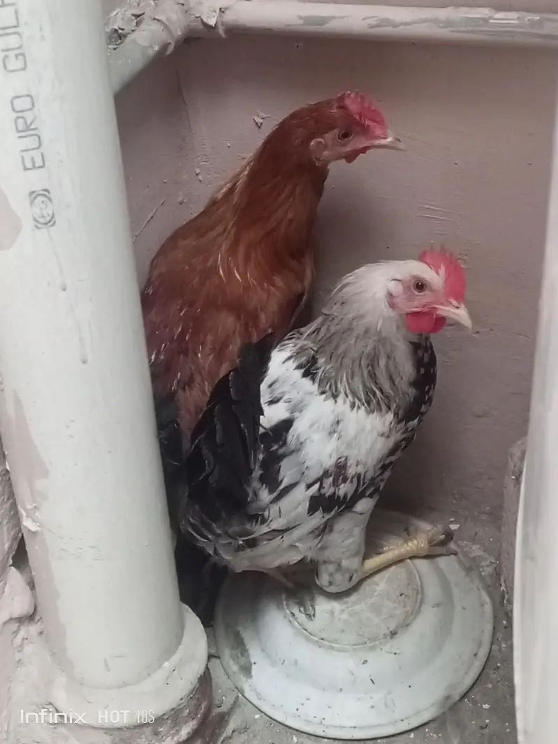 2 Murgha Roosters — photo 4