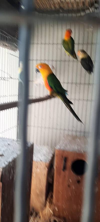 Fertile & Breeder  Janday Conure  Male.