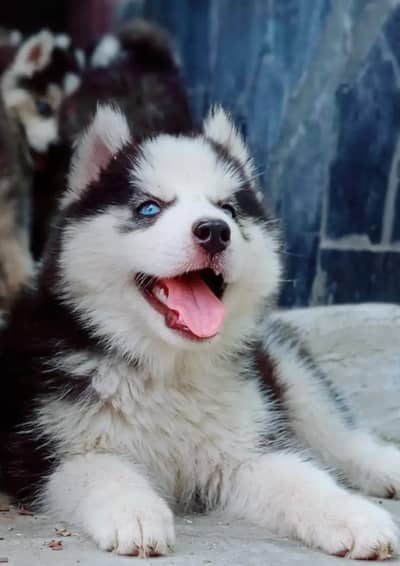 SIBARIAN HUSKY BLUE EYES 03485816804