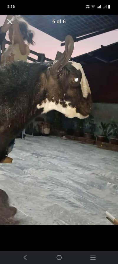 bakra tedi nasal 1 num tedi brbri black active hai andu hain