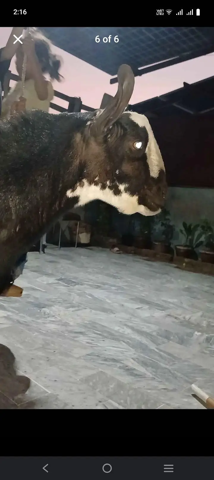 bakra tedi nasal 1 num tedi brbri black active hai andu hain