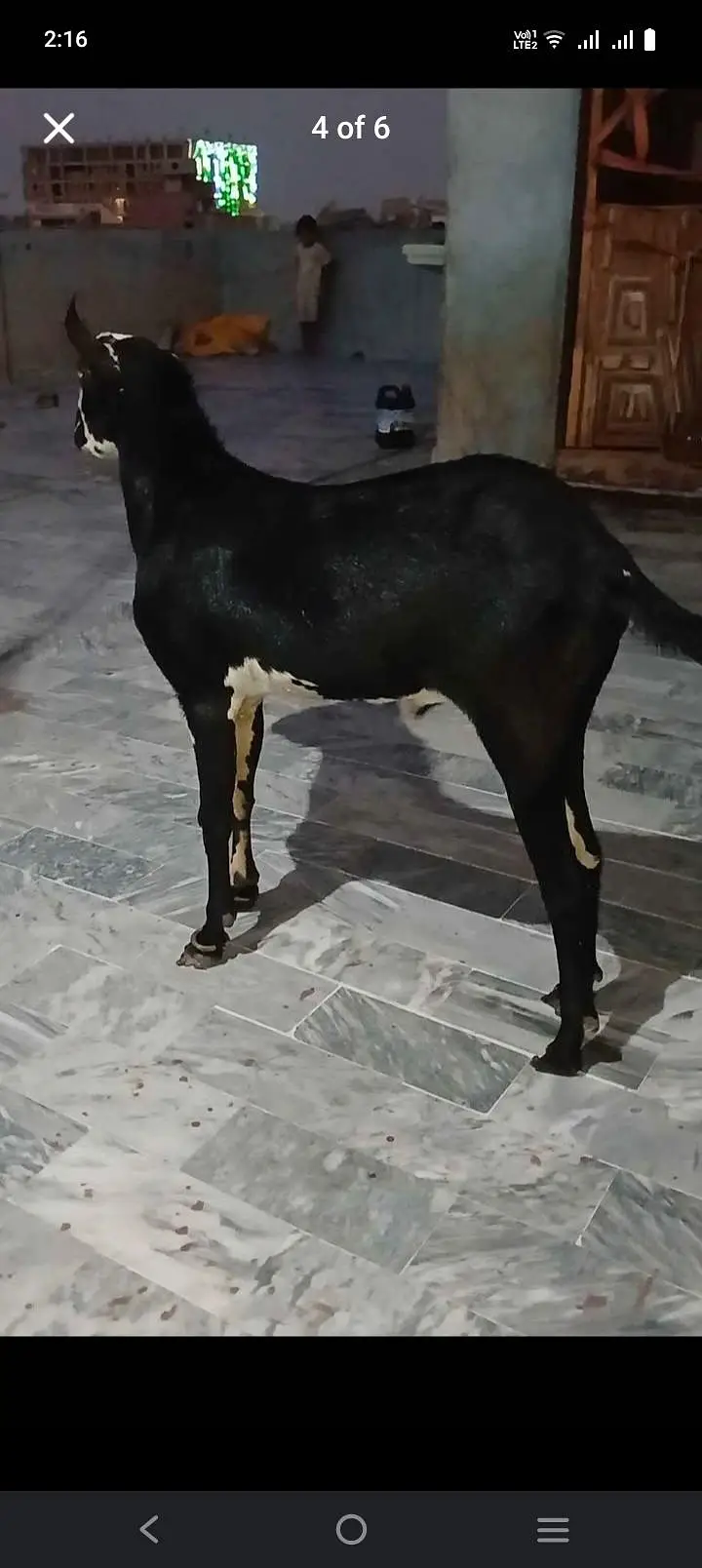 bakra tedi nasal 1 num tedi brbri black active hai andu hain — photo 2