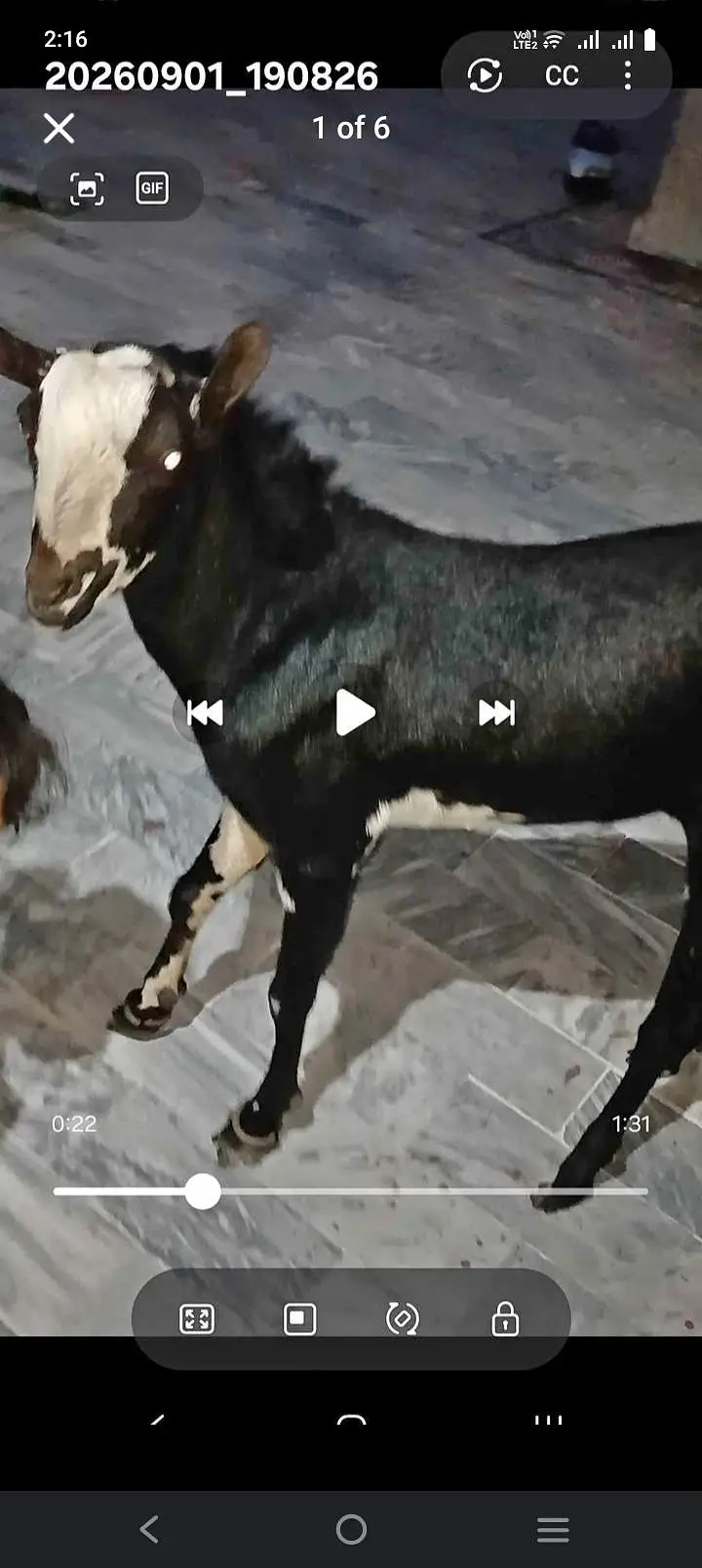 bakra tedi nasal 1 num tedi brbri black active hai andu hain — photo 3