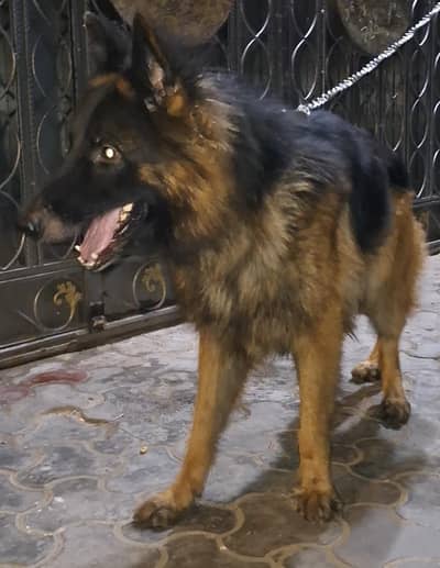 long cort german shepherd male for sale
