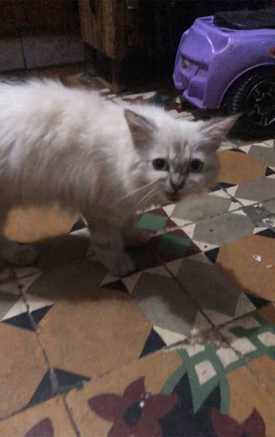 Male kitten for sale healthy and active