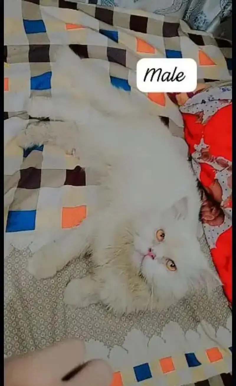 white punch face breeder male — photo 2