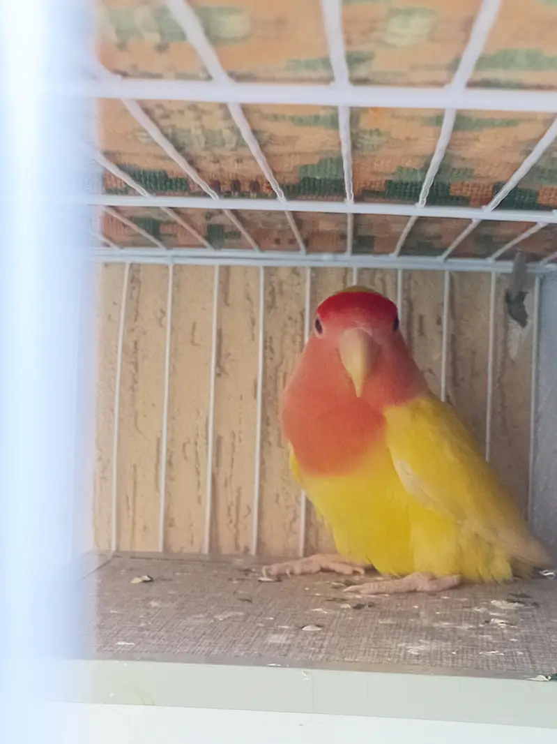 2 beautiful pear and cage — photo 4