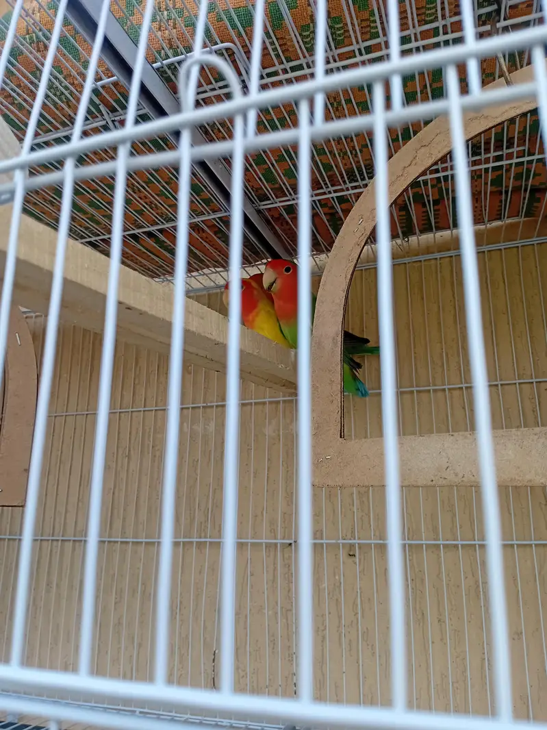 2 beautiful pear and cage — photo 6