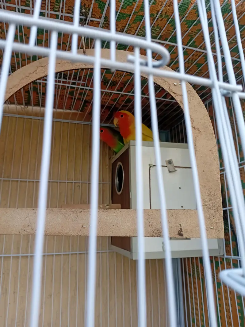 2 beautiful pear and cage — photo 7