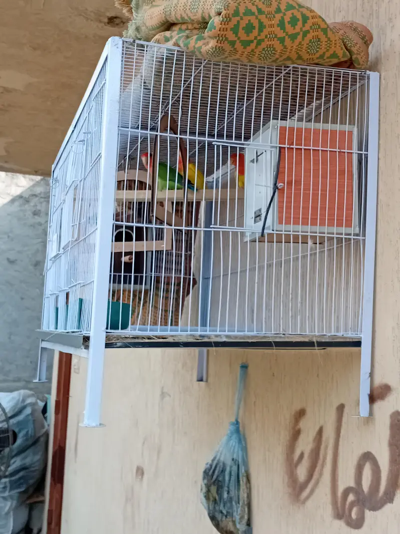 2 beautiful pear and cage — photo 8