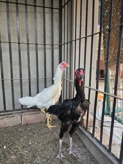 King shamo breeder females