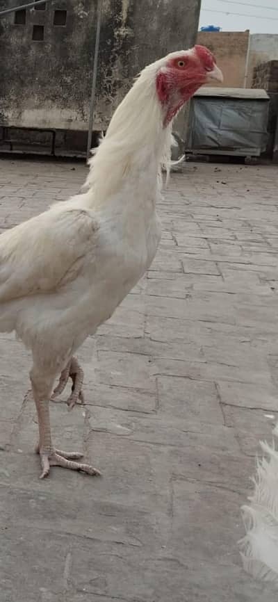 White kandhari male and burmi female bloodline