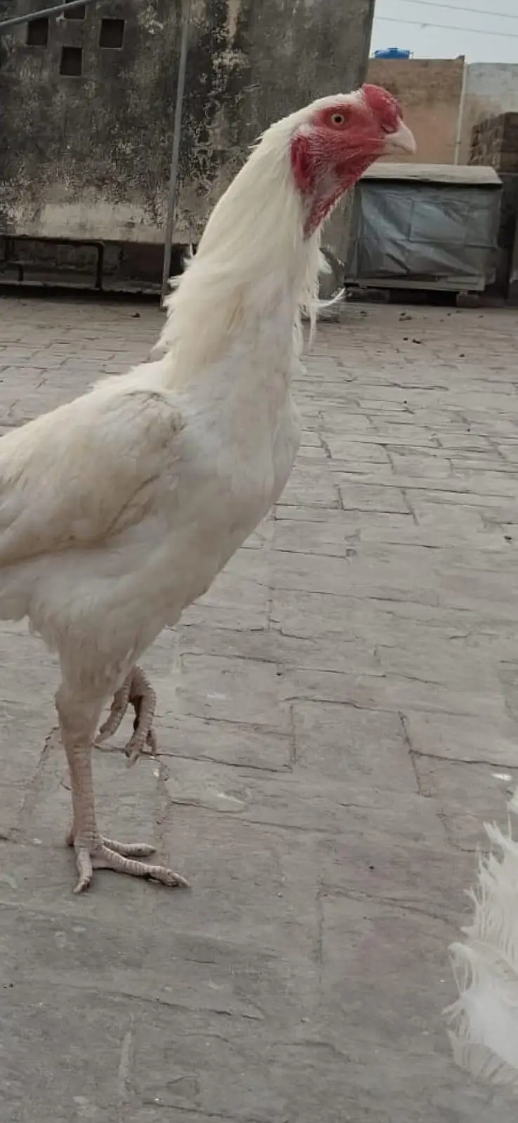 White kandhari male and burmi female bloodline