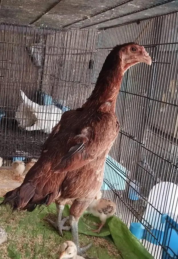 White kandhari male and burmi female bloodline — photo 2