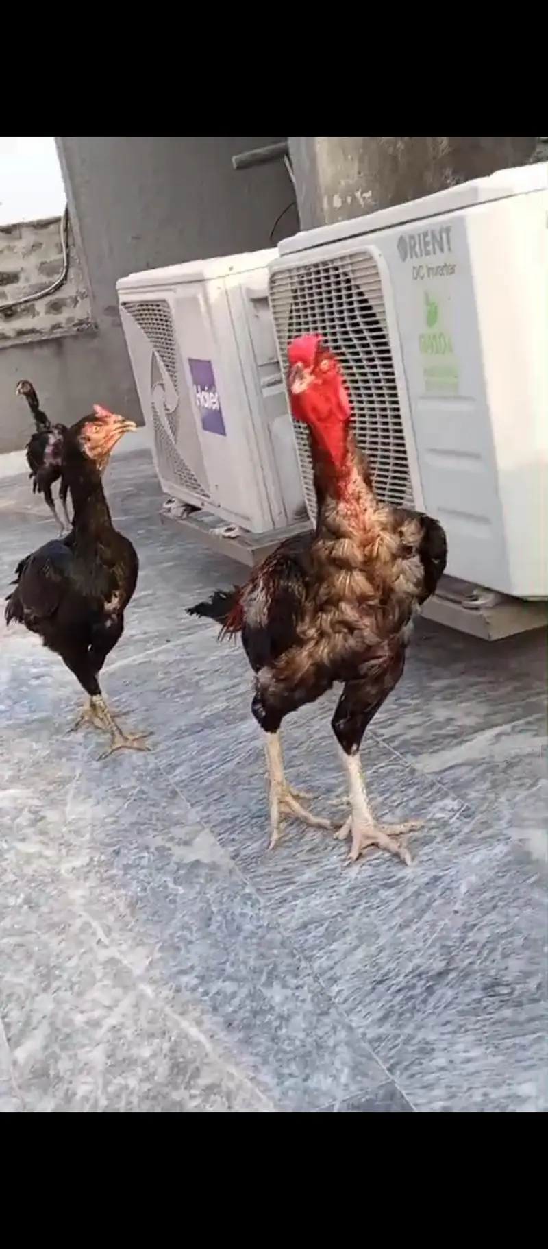 White kandhari male and burmi female bloodline — photo 3