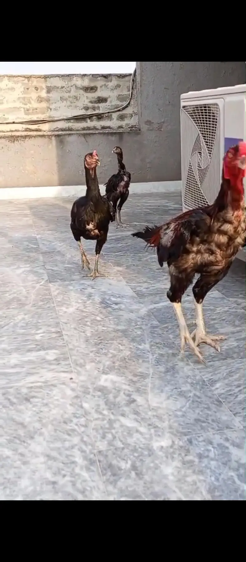White kandhari male and burmi female bloodline — photo 4