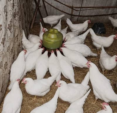 Leghorb, w36 Farmi anda dene wali murghi