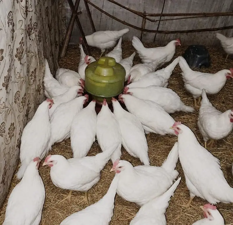 Leghorn, w36, farmi anda dene wali murghi